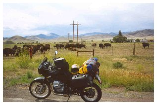 Tourists gawping at buffalo